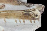 Mosasaur (Tethysaurus) Jaw Sections - Goulmima, Morocco #89250-5